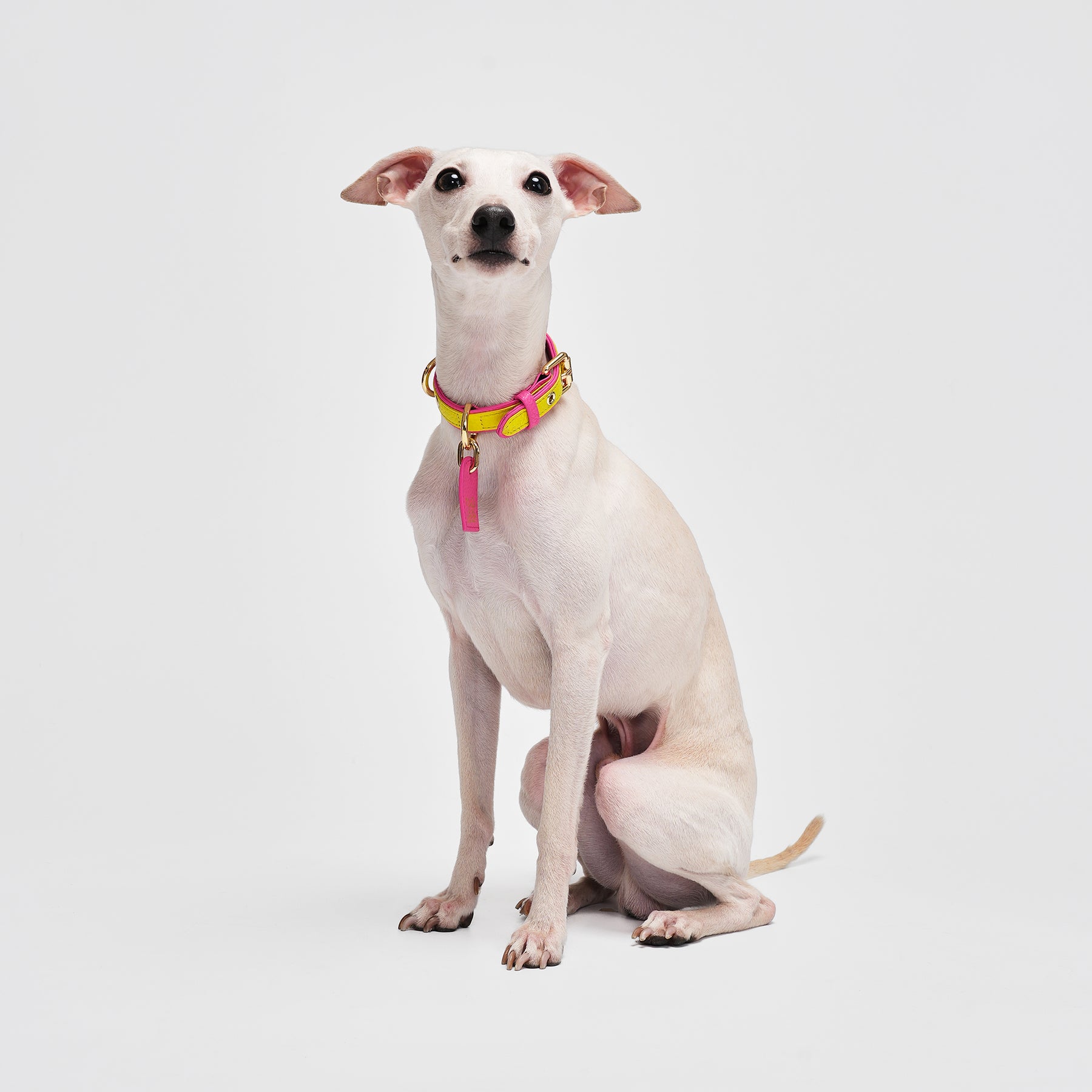 Le Symbole Pet Collar