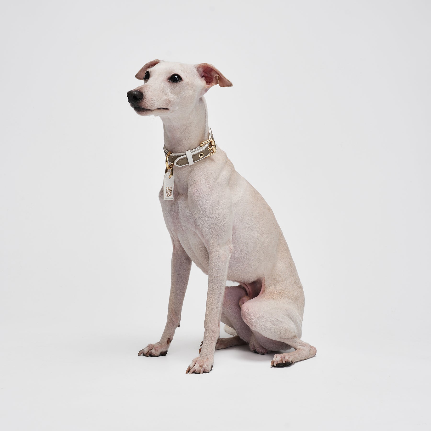 Le Symbole Pet Collar