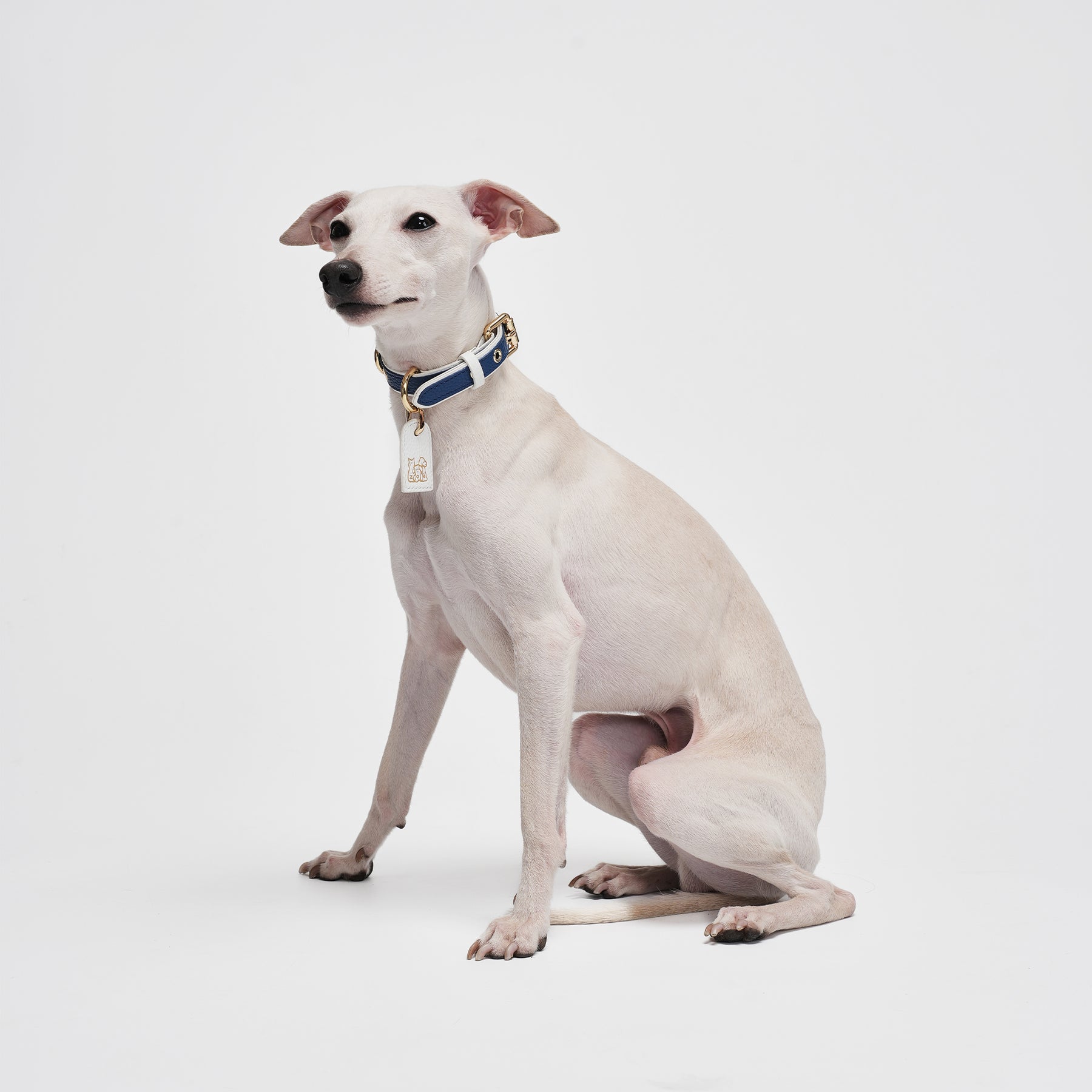 Le Symbole Pet Collar