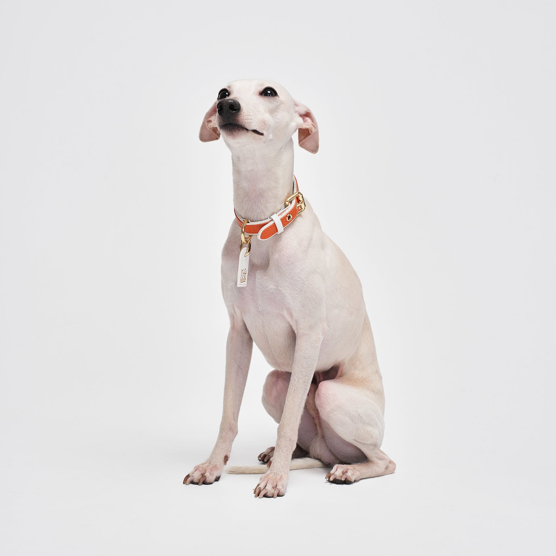 Le Symbole Pet Collar