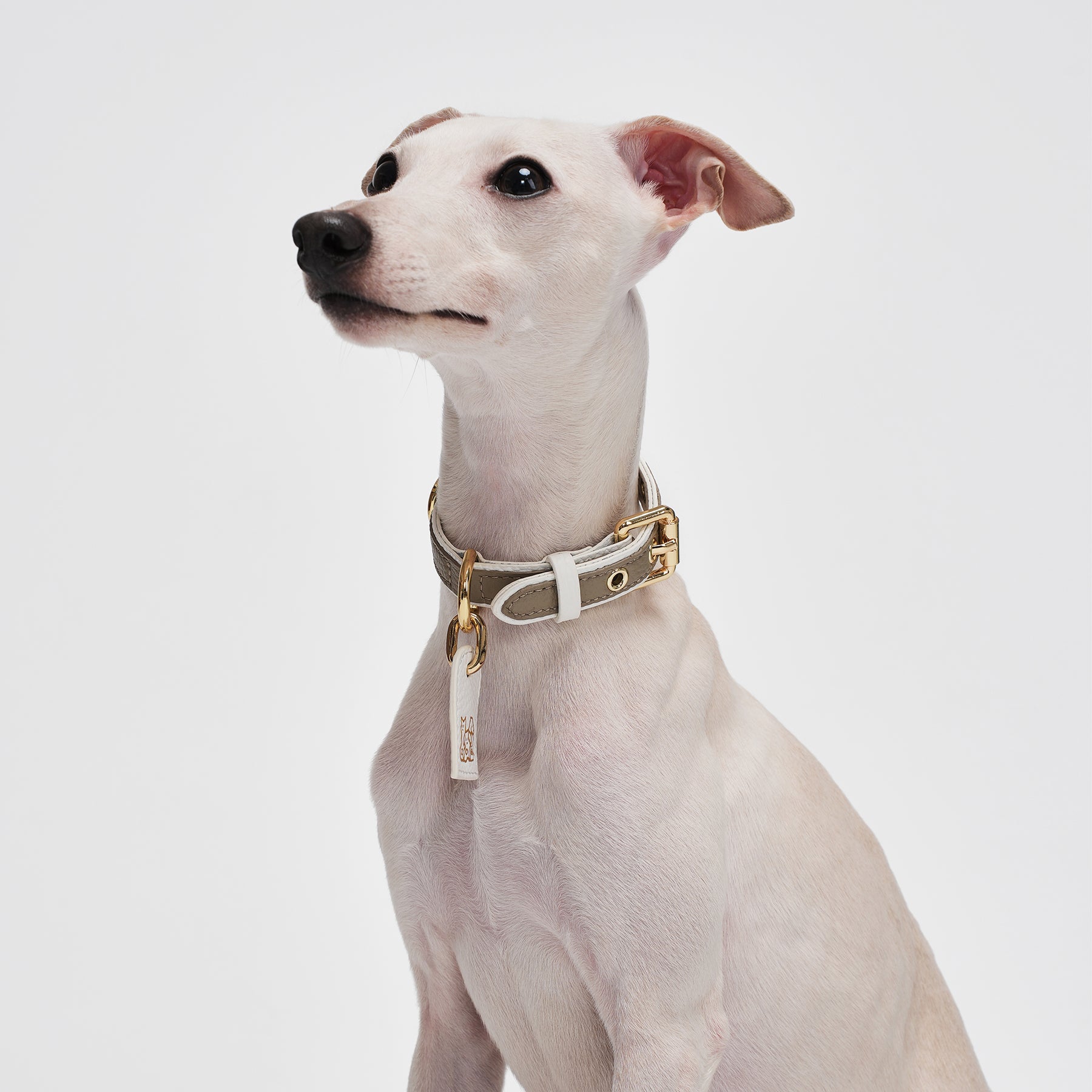 Le Symbole Pet Collar