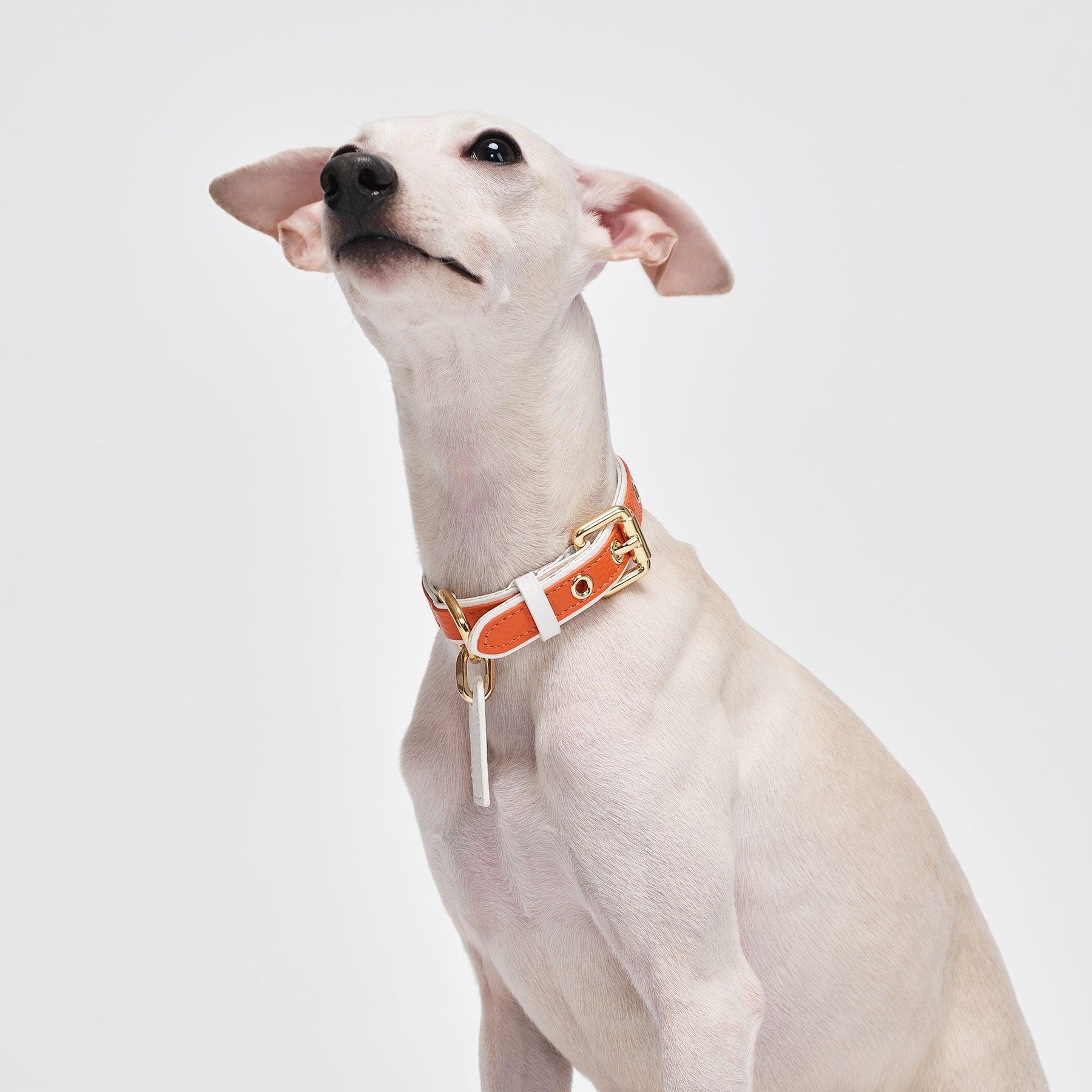 Le Symbole Pet Collar