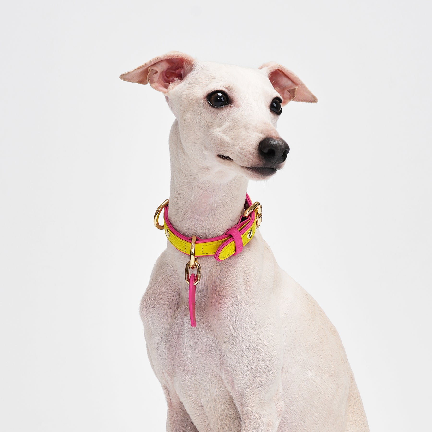 Le Symbole Pet Collar