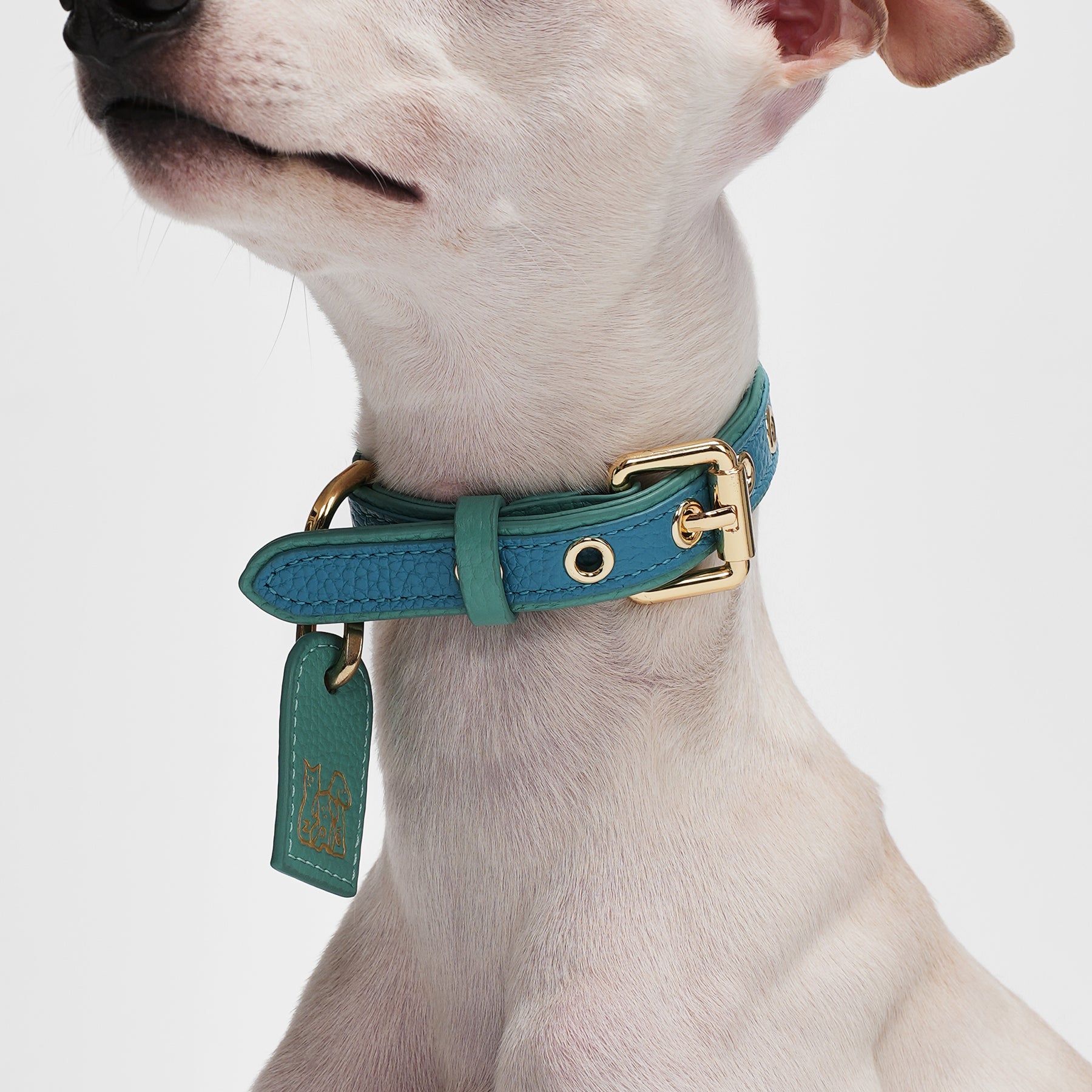 Le Symbole Pet Collar
