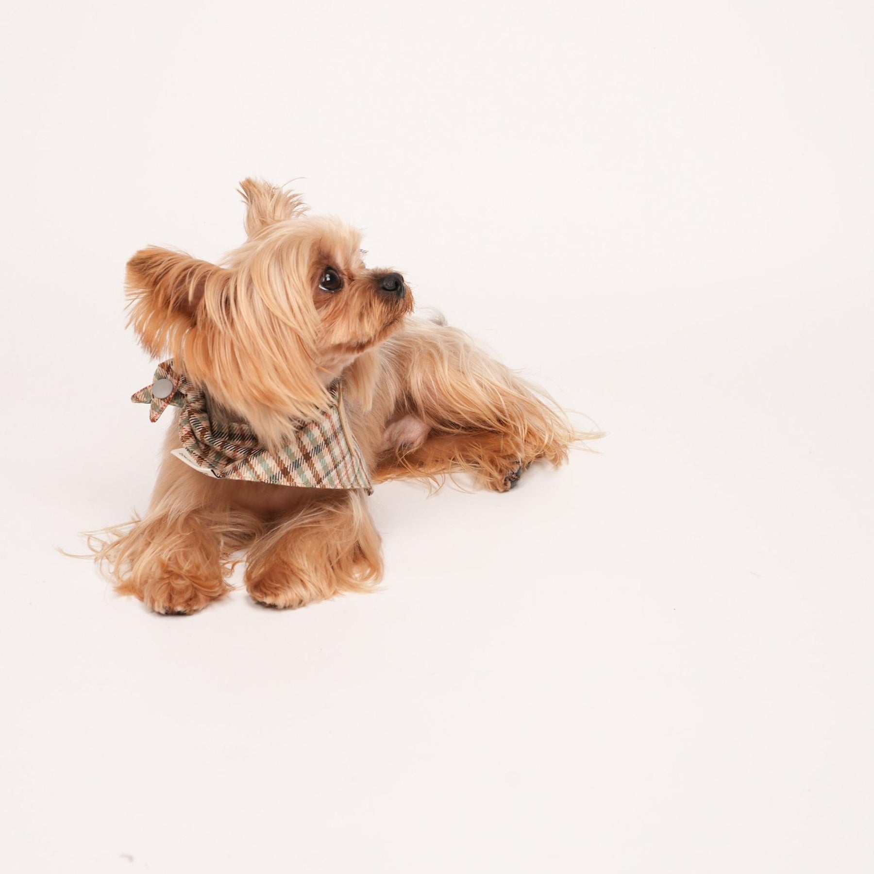 Qguard Sanitary Bibs