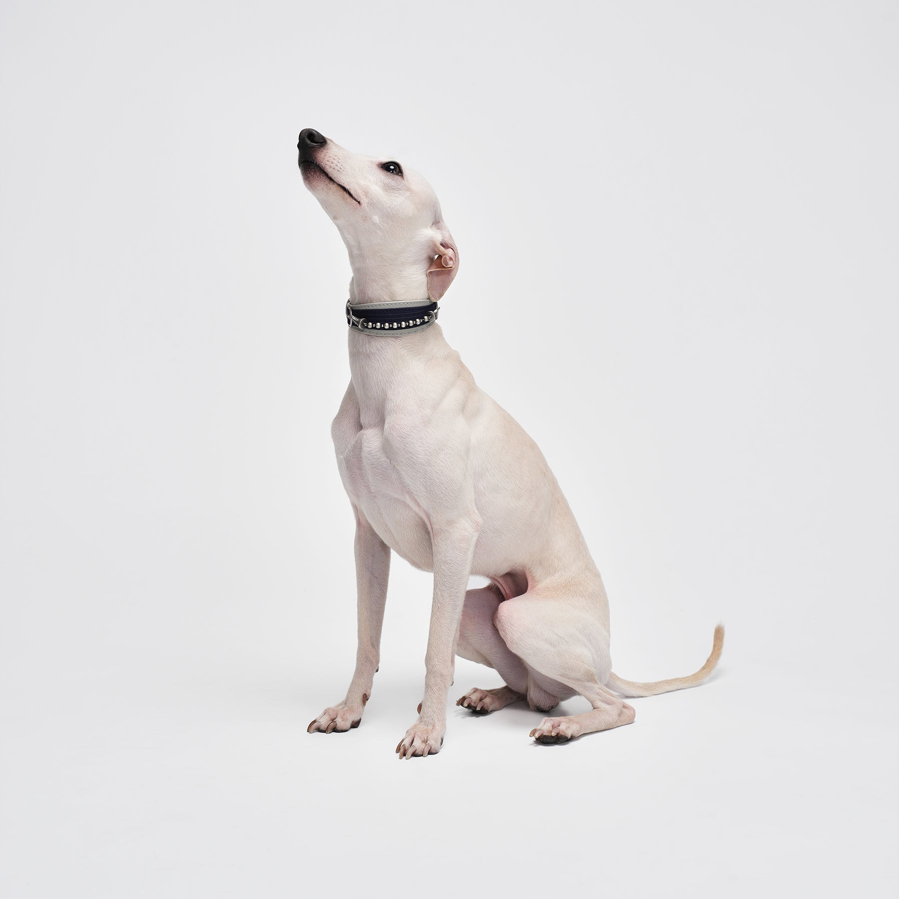 Kingsman Pinstripe Leather Collar