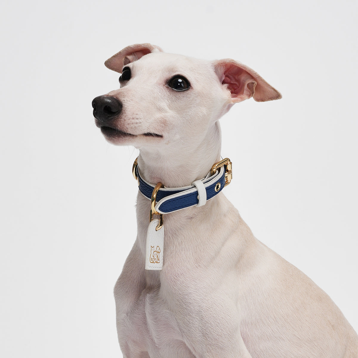 Le Symbole Pet Collar