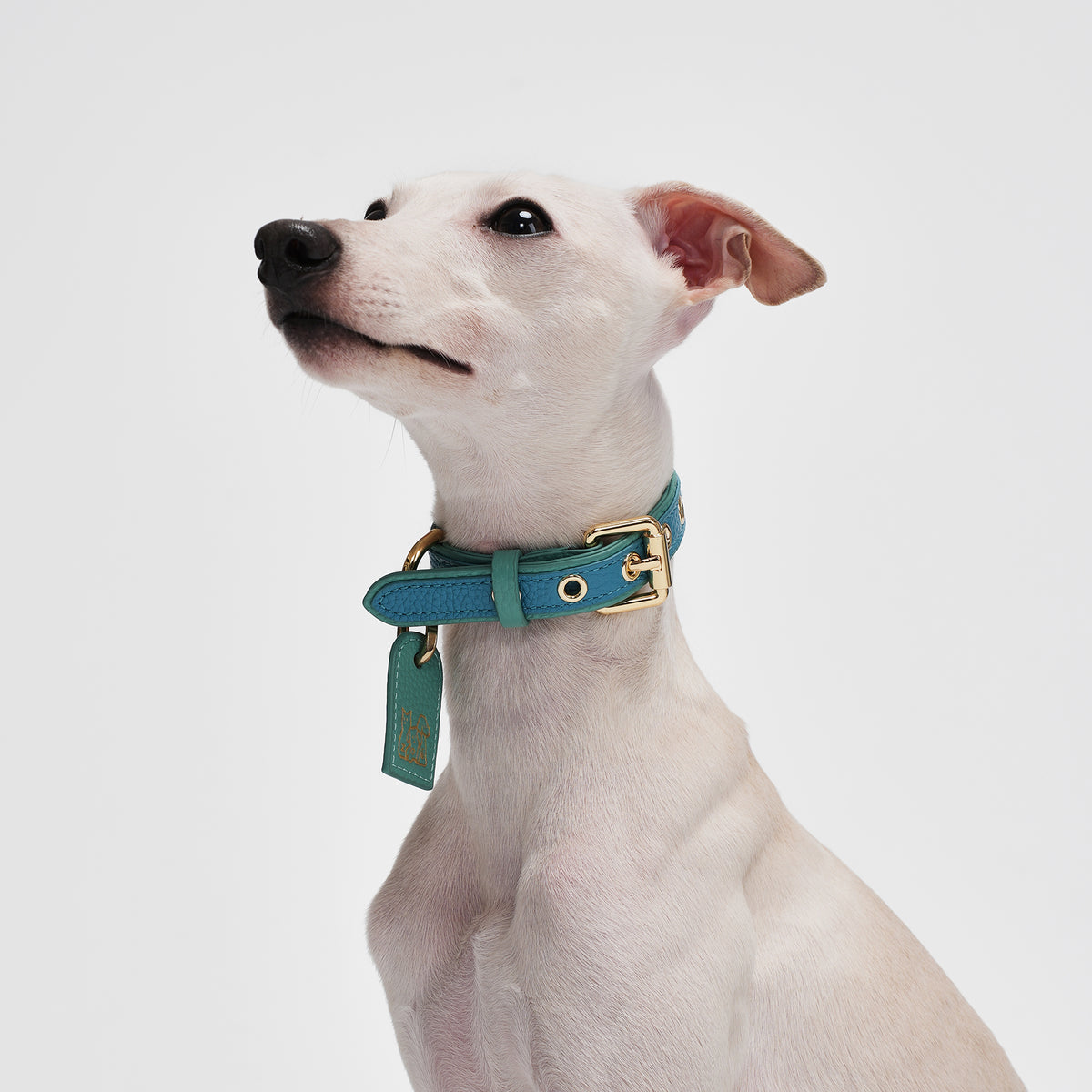 Le Symbole Pet Collar